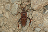 Leptoglossus occidentalis