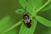 Deraeocoris ruber