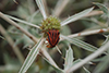 Graphosoma semipunctatum