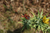 Rhinocoris iracundus