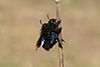 Xylocopa violacea_acc