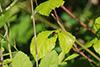 Chrysis sp.