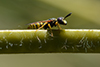 Philanthus sp.