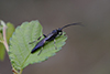 Coelichneumon deliratorius