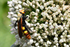 Megascolia maculata