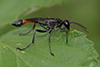 Ammophila sabulosa