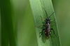 Tenthredopsis stigma