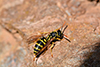 Polistes sp