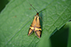 Nemophora degeerella