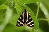 Parasemia plantaginis
