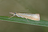 Agriphila straminella