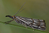 Chrysocrambus linetella