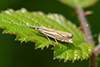 Crambus lathoniellus