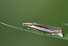 Crambus pascuella