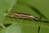 Crambus silvella