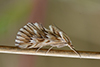 Dentalis cynaeda