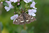 Pyrausta aurata