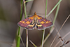 Pyrausta purpuralis