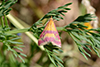 Pyrausta virginalis