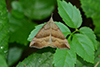 Hypena proboscidalis