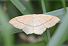 Cyclophora linearia