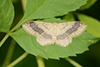 Idaea aversata