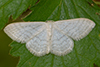 Idaea sp