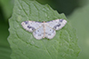 Idaea trigeminata