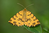 Pseudopanthera macularia
