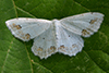 Scopula ornata