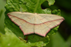 Timandra comae