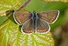 Aricia artaxerxes