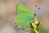 L'Argus vert - Callophrys rubi