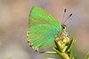 Callophrys rubi