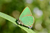 Callophrys rubi