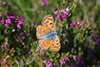 Lycaena dispar