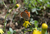 Lycaena phlaeas