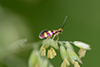 Micropterix tunbergella