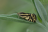 Acontia (Emmelia) trabealis