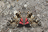 Catocala conjuncta