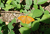 Argynnis paphia