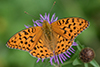 Argynnis aglaja