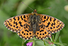 Argynnis niobe
