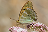 Argynnis papahia