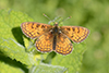 Melitaea athalia
