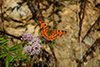 Polygonia c-album