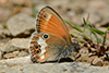 Coenonympha arcania