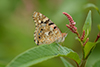 Vanessa cardui