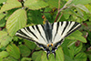 Iphiclides podalirius