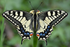 Papilio machaon